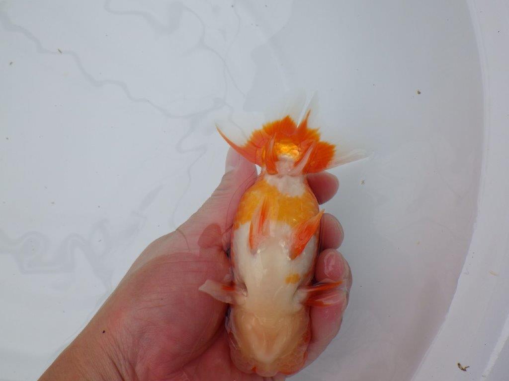 フンタン、背腰の綺麗ならんちゅう　明け二歳魚　 　約14ｃｍ　オス【岐阜　フンタンブリーダー様】