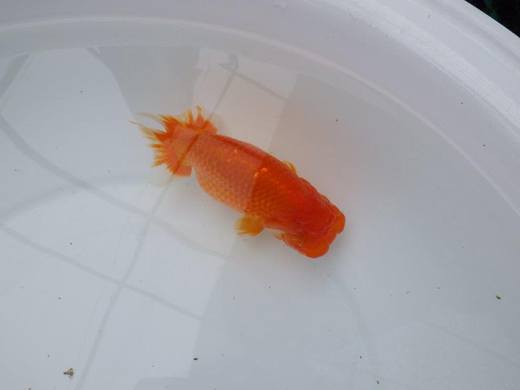 背腰の綺麗なフンタンらんちゅう　明け二歳魚　 　約15,5ｃｍ　メス【岐阜　フンタンブリーダー様】