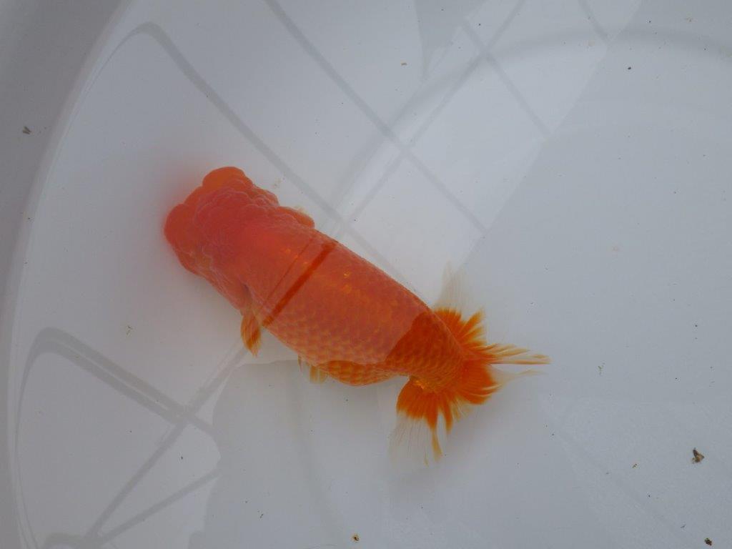 背腰の綺麗なフンタンらんちゅう　明け二歳魚　 　約15,5ｃｍ　メス【岐阜　フンタンブリーダー様】