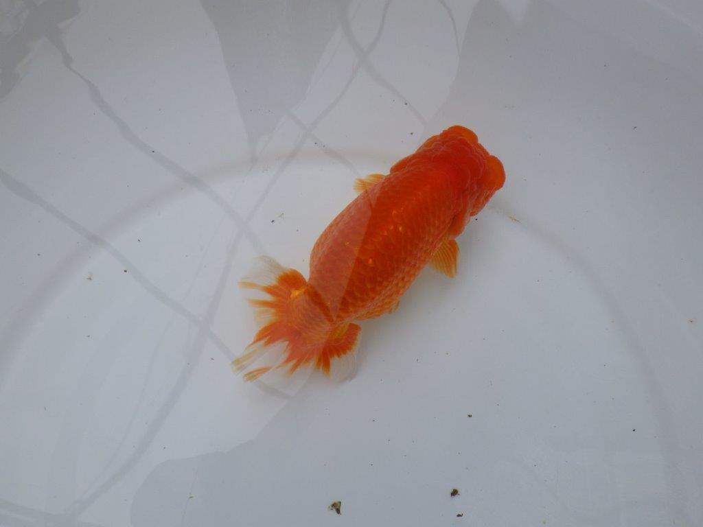 背腰の綺麗なフンタンらんちゅう　明け二歳魚　 　約15,5ｃｍ　メス【岐阜　フンタンブリーダー様】