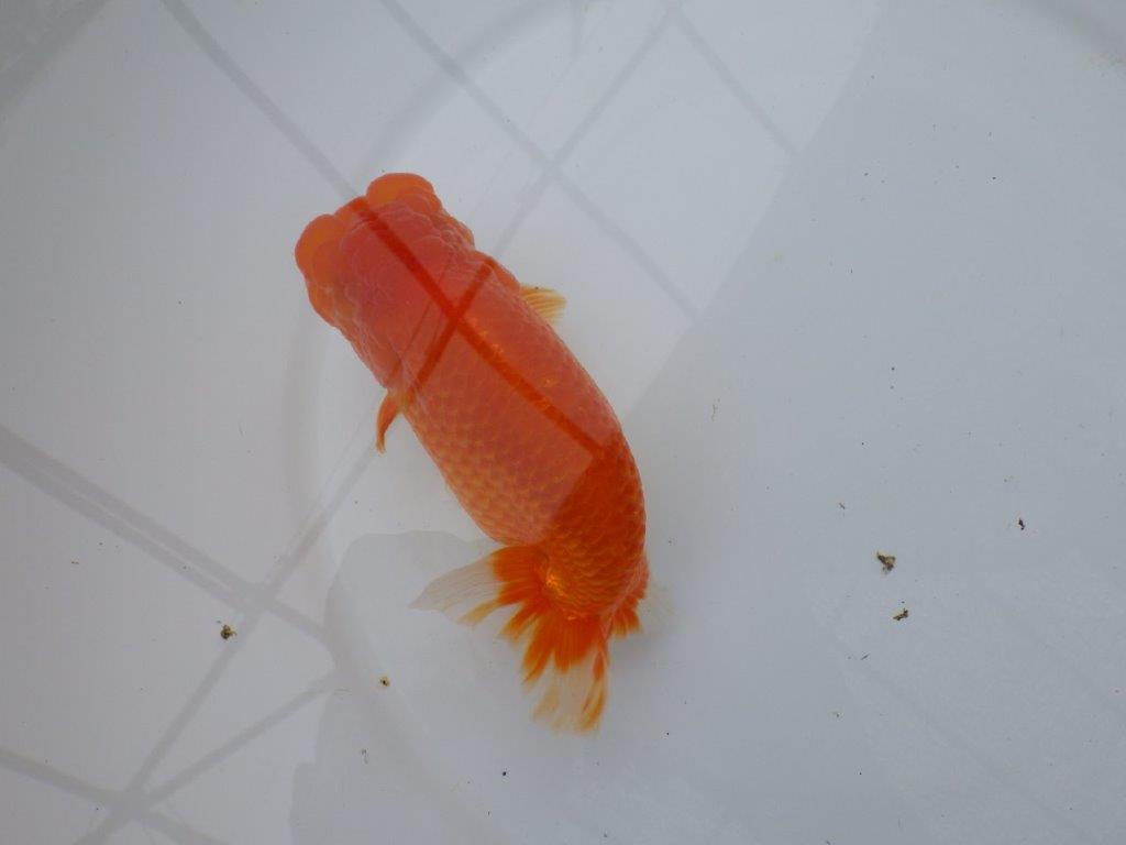 背腰の綺麗なフンタンらんちゅう　明け二歳魚　 　約15,5ｃｍ　メス【岐阜　フンタンブリーダー様】