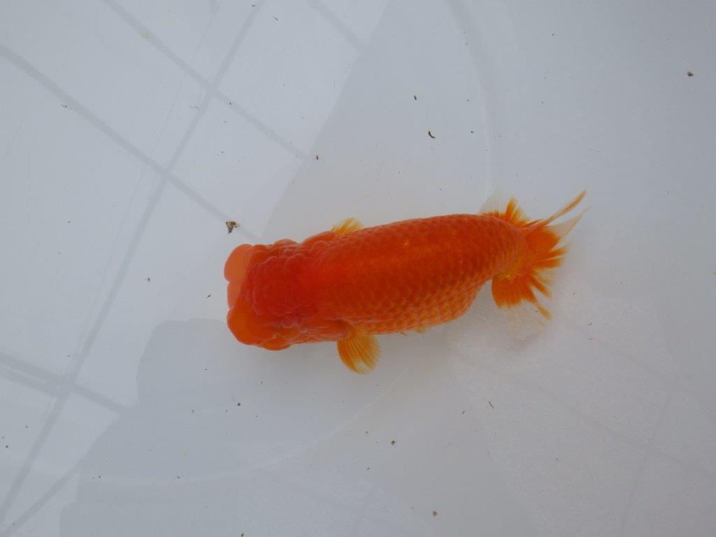 背腰の綺麗なフンタンらんちゅう　明け二歳魚　 　約15,5ｃｍ　メス【岐阜　フンタンブリーダー様】