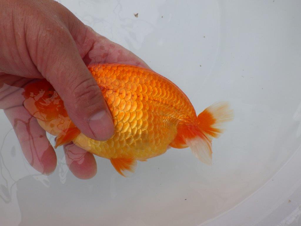 背腰の綺麗なフンタンらんちゅう　明け二歳魚　 　約15,5ｃｍ　メス【岐阜　フンタンブリーダー様】