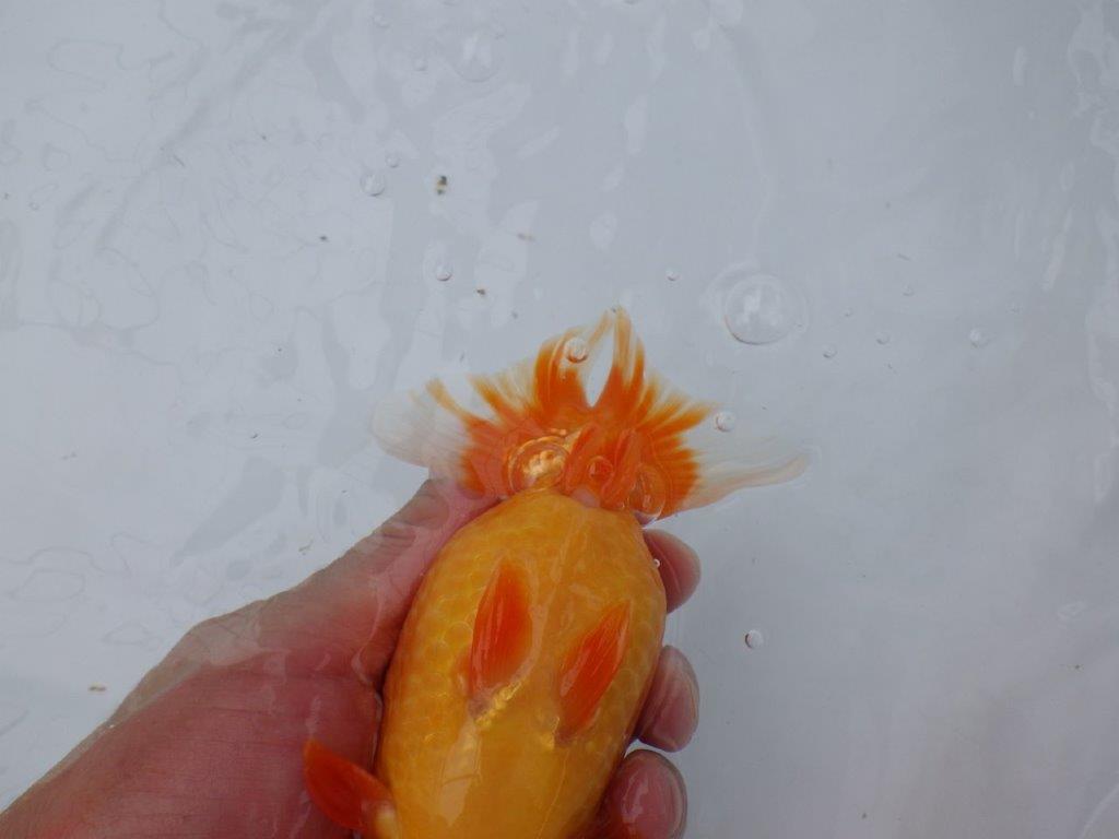 背腰の綺麗なフンタンらんちゅう　明け二歳魚　 　約15,5ｃｍ　メス【岐阜　フンタンブリーダー様】
