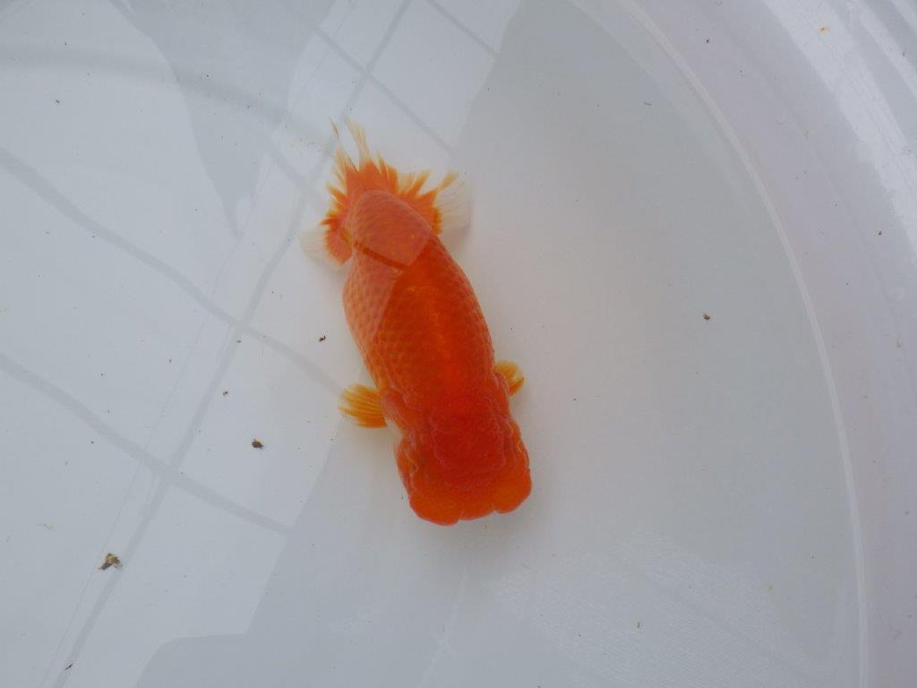 背腰の綺麗なフンタンらんちゅう　明け二歳魚　 　約15,5ｃｍ　メス【岐阜　フンタンブリーダー様】の上身