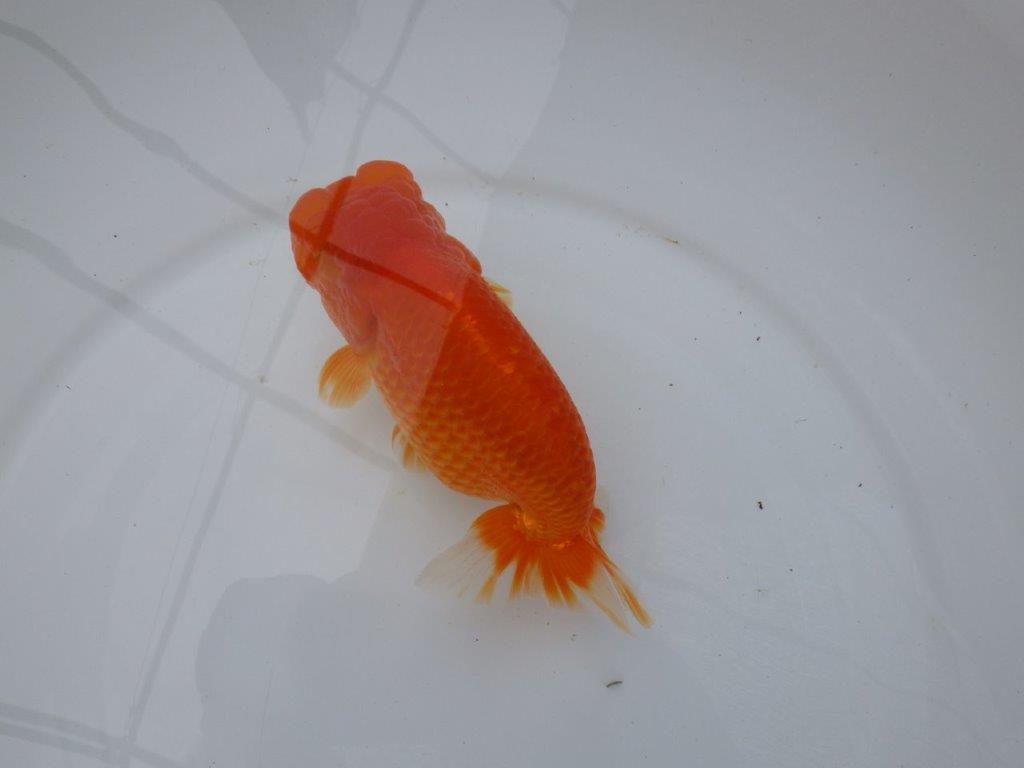 背腰の綺麗なフンタンらんちゅう　明け二歳魚　 　約15,5ｃｍ　メス【岐阜　フンタンブリーダー様】