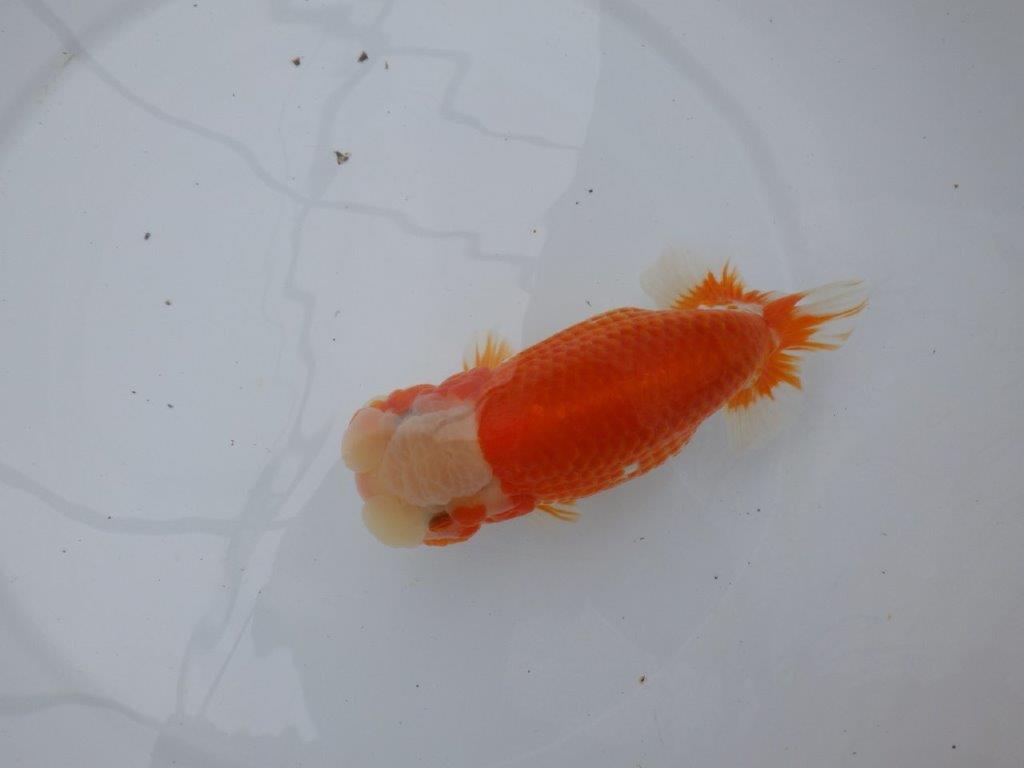 綺麗な柄と背、腰の綺麗なラインの更紗らんちゅう　明け二歳魚　 　約16ｃｍ　メス【岐阜　フンタンブリーダー様】