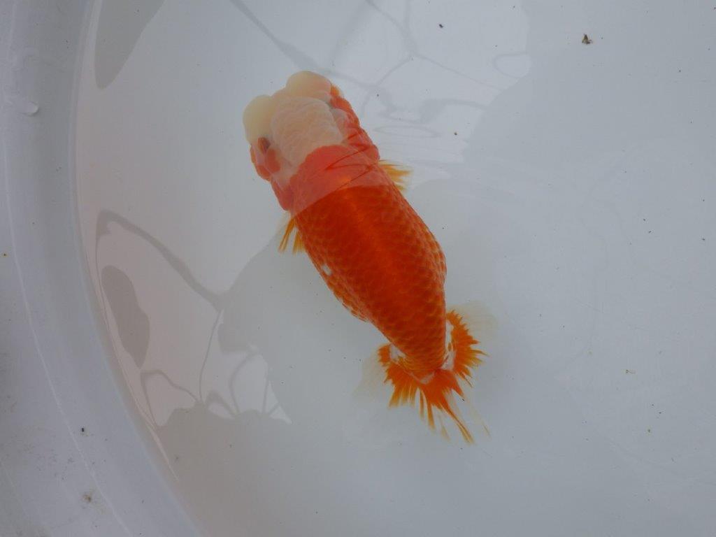 綺麗な柄と背、腰の綺麗なラインの更紗らんちゅう　明け二歳魚　 　約16ｃｍ　メス【岐阜　フンタンブリーダー様】