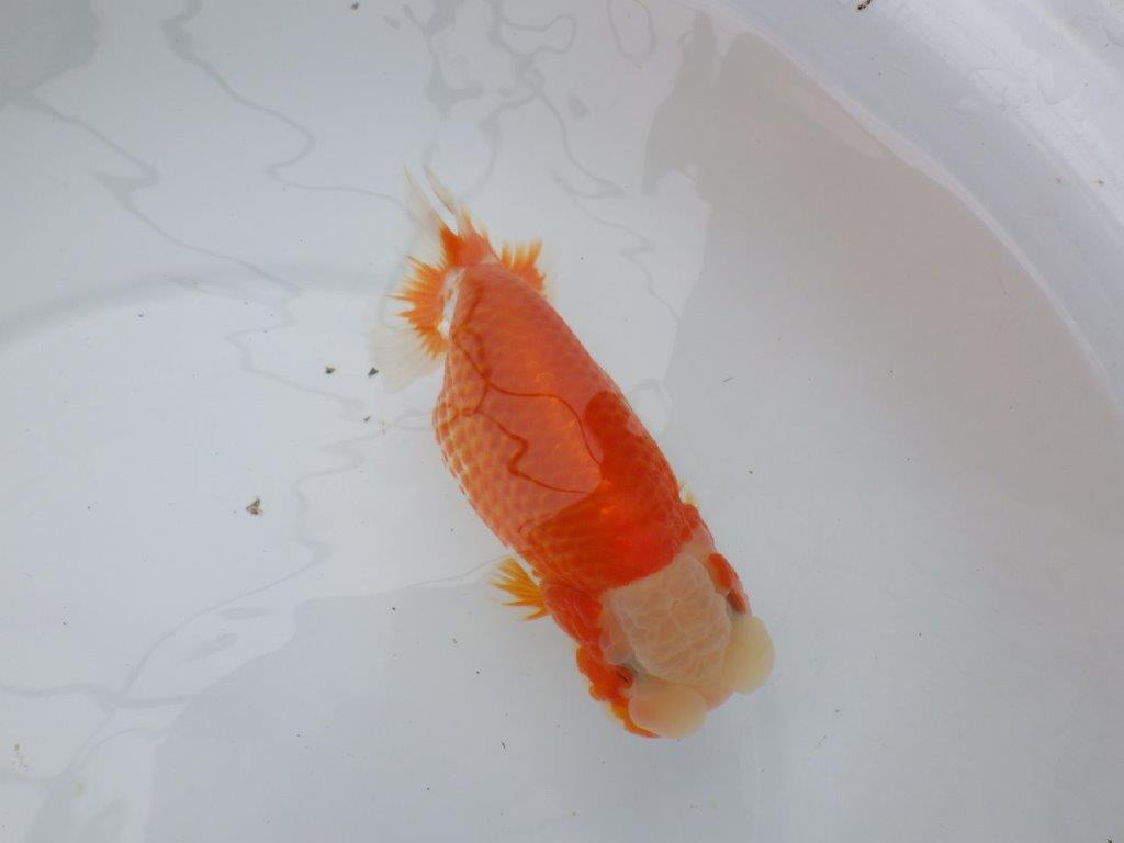 綺麗な柄と背、腰の綺麗なラインの更紗らんちゅう　明け二歳魚　 　約16ｃｍ　メス【岐阜　フンタンブリーダー様】の上身