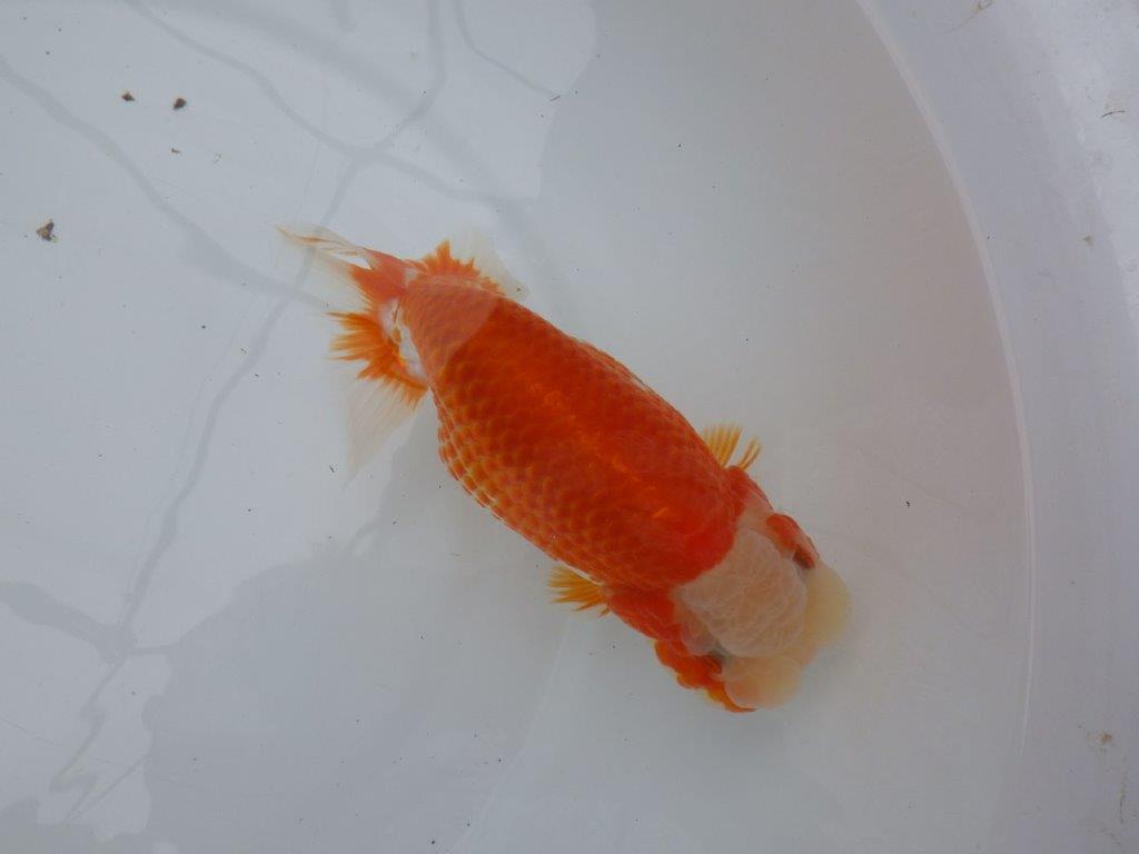 綺麗な柄と背、腰の綺麗なラインの更紗らんちゅう　明け二歳魚　 　約16ｃｍ　メス【岐阜　フンタンブリーダー様】