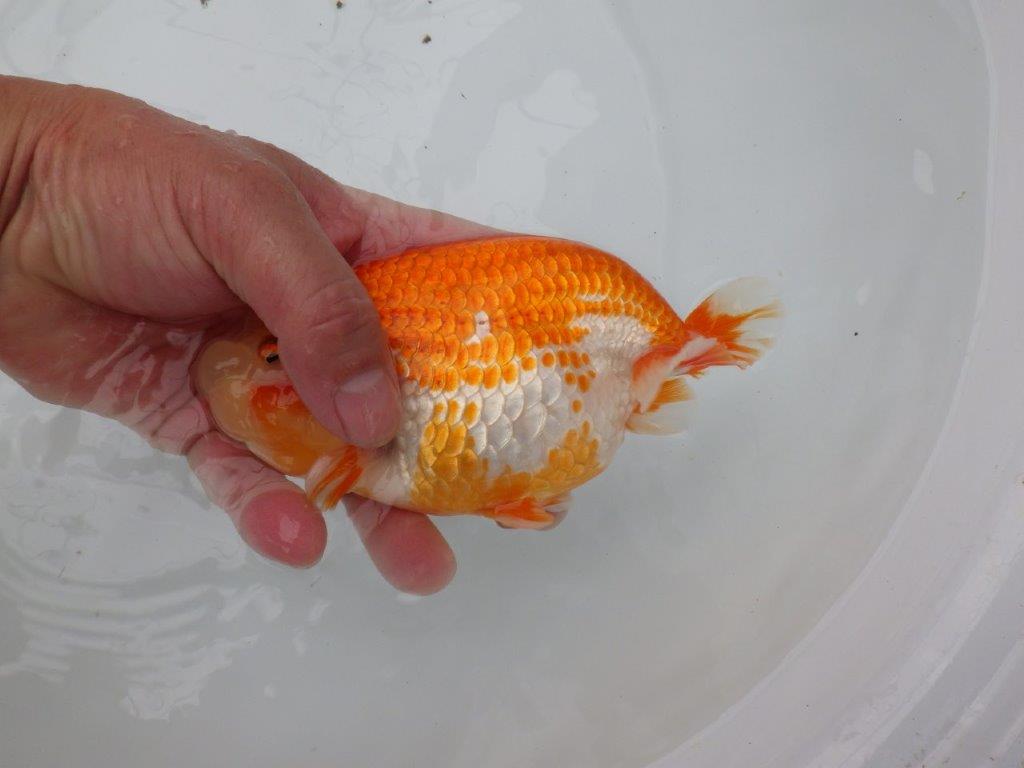 綺麗な柄と背、腰の綺麗なラインの更紗らんちゅう　明け二歳魚　 　約16ｃｍ　メス【岐阜　フンタンブリーダー様】