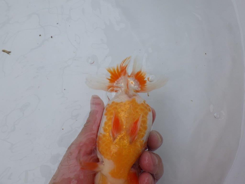 綺麗な柄と背、腰の綺麗なラインの更紗らんちゅう　明け二歳魚　 　約16ｃｍ　メス【岐阜　フンタンブリーダー様】