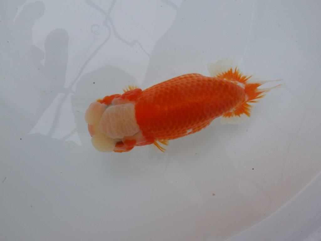 綺麗な柄と背、腰の綺麗なラインの更紗らんちゅう　明け二歳魚　 　約16ｃｍ　メス【岐阜　フンタンブリーダー様】