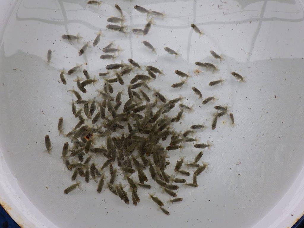 【激レア　森相様の系統魚　青仔　】B　１０尾セット
