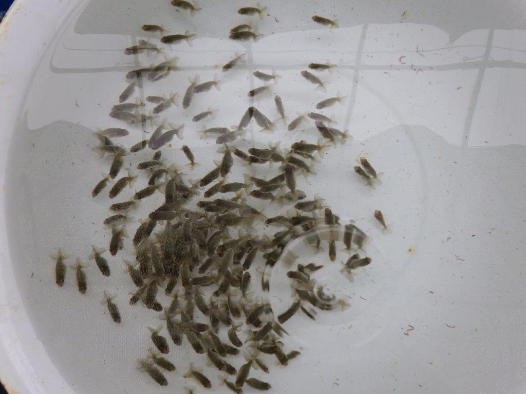 【激レア　森相様の系統魚　青仔　】B　１０尾セット