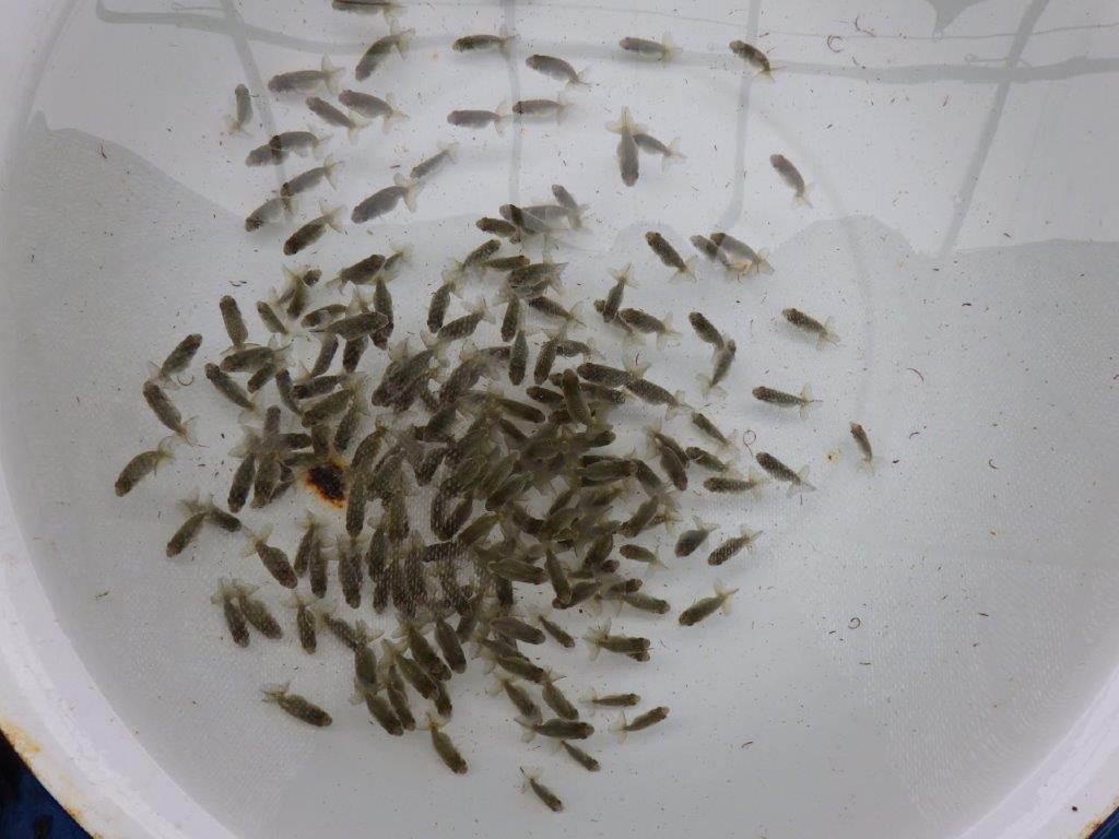 【激レア　森相様の系統魚　青仔　】B　１０尾セット