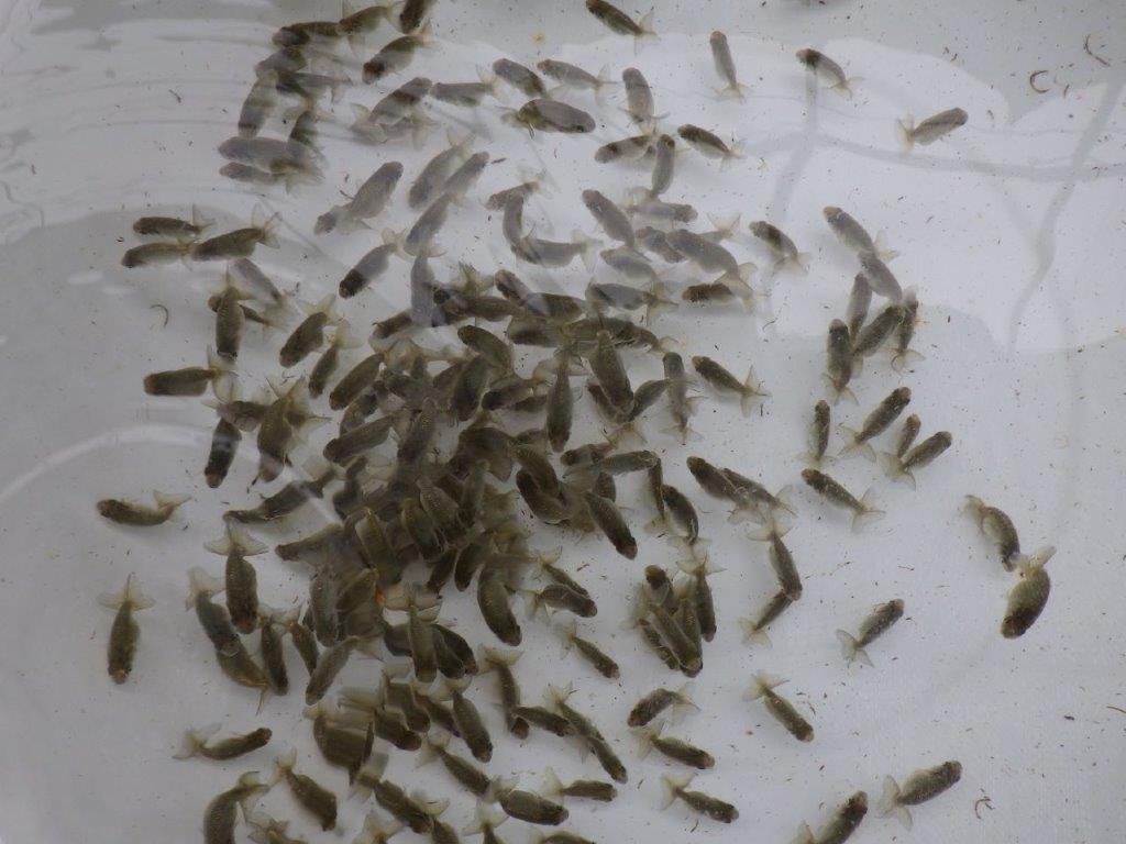 【激レア　森相様の系統魚　青仔　】B　１０尾セット
