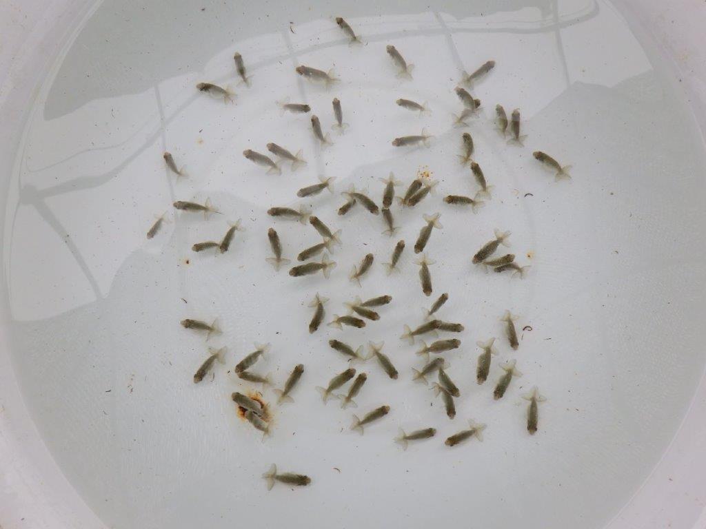 【激レア　森相様の系統魚　青仔　】A　１０尾セット