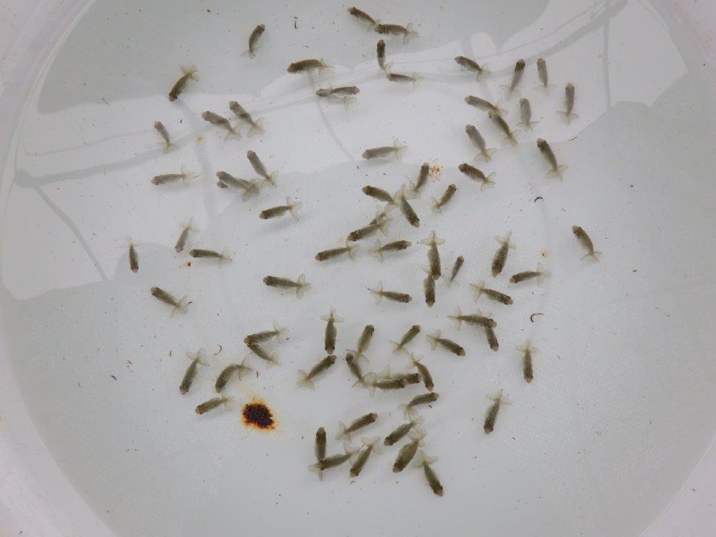 【激レア　森相様の系統魚　青仔　】A　１０尾セット