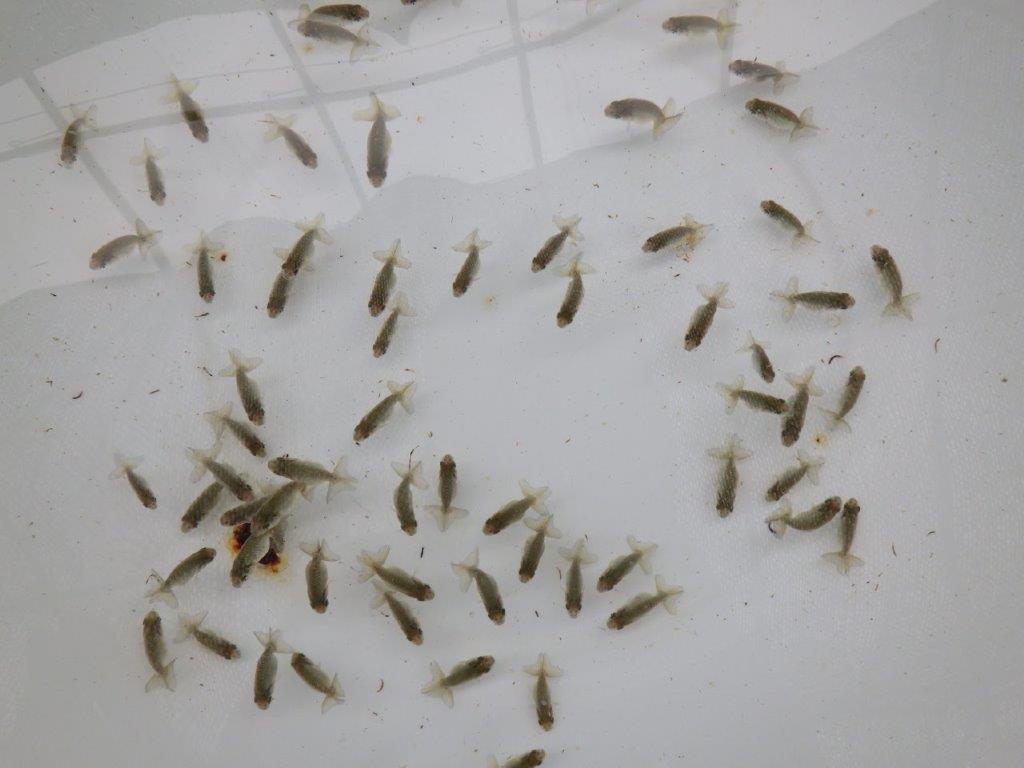 【激レア　森相様の系統魚　青仔　】A　１０尾セット