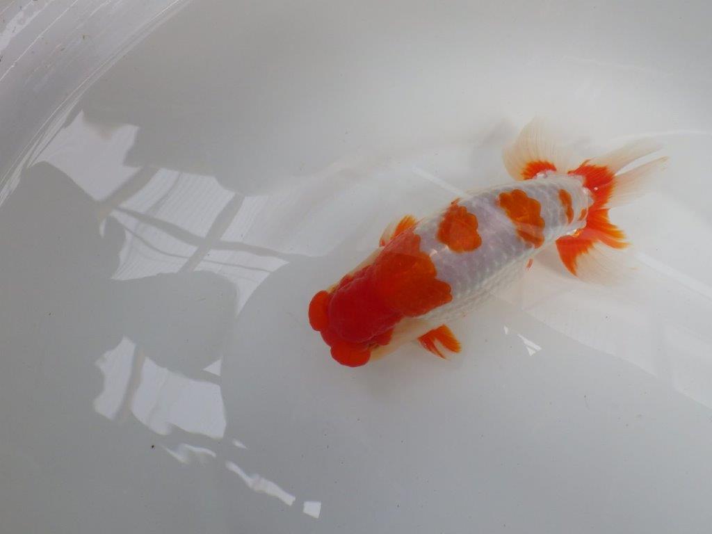 【激レア　森相様の系統魚　青仔　】A　１０尾セット
