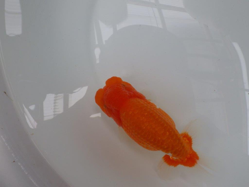【激レア　森相様の系統魚　青仔　】A　１０尾セット
