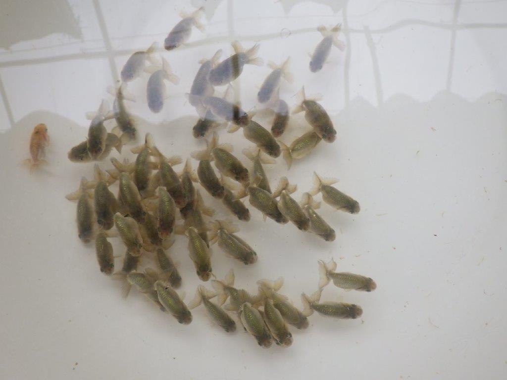 【激レア　森相様の系統魚　黒仔　】中サイズC　５尾セット　限定３セット