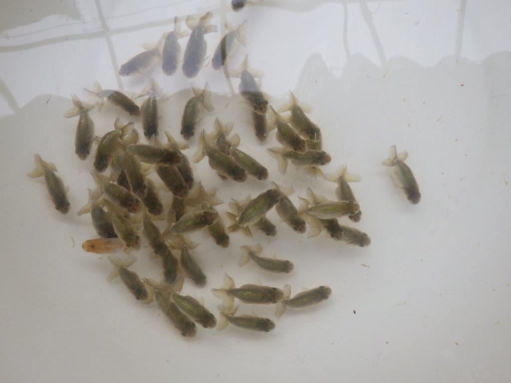 【激レア　森相様の系統魚　黒仔　】中サイズC　５尾セット　限定３セット