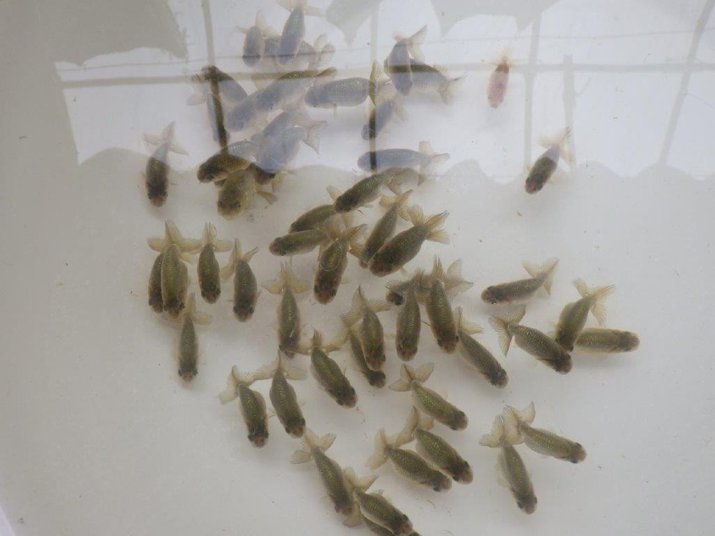 【激レア　森相様の系統魚　黒仔　】中サイズC　５尾セット　限定３セット