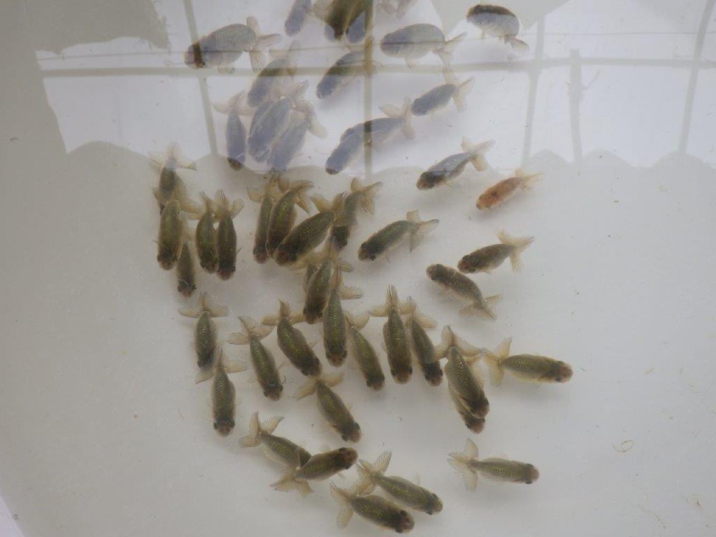 【激レア　森相様の系統魚　黒仔　】中サイズC　５尾セット　限定３セット
