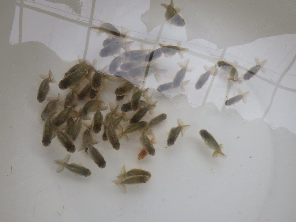 【激レア　森相様の系統魚　黒仔　】中サイズC　５尾セット　限定３セット