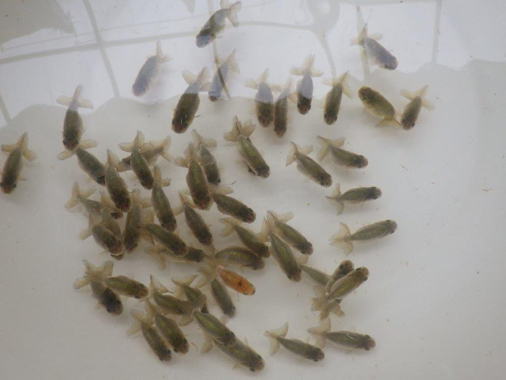 【激レア　森相様の系統魚　黒仔　】中サイズA　５尾セット　限定１セット