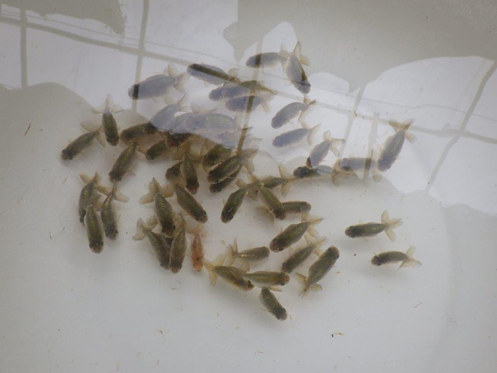 【激レア　森相様の系統魚　黒仔　】中サイズA　５尾セット　限定１セット