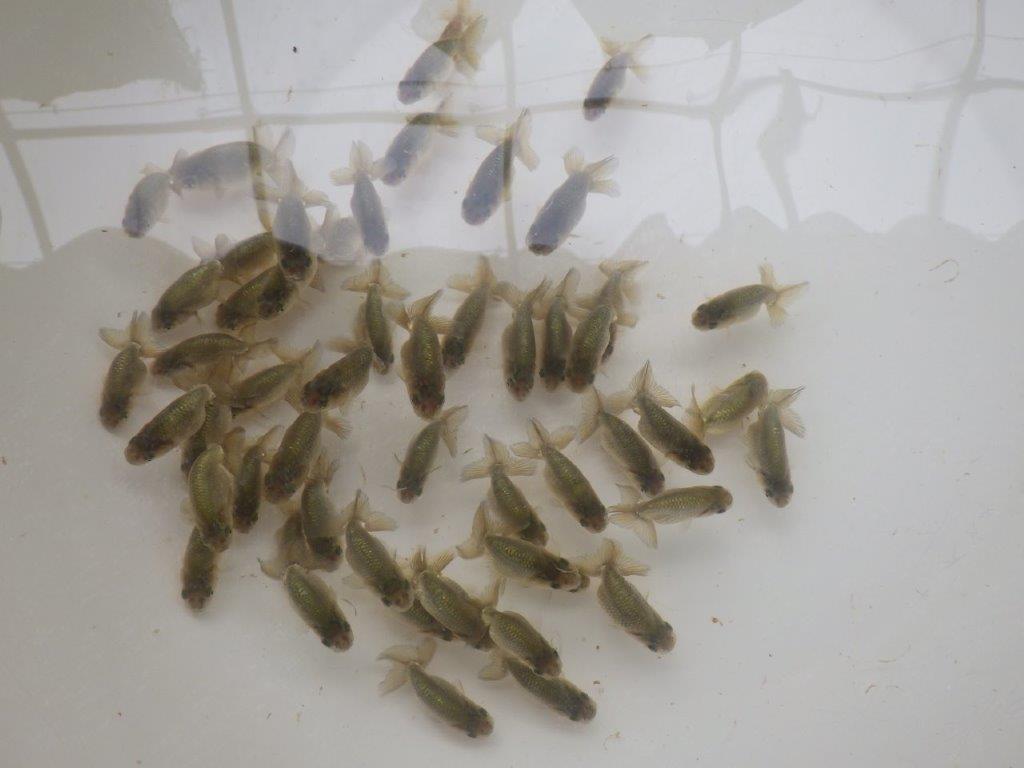 【激レア　森相様の系統魚　黒仔　】中サイズA　５尾セット　限定１セット