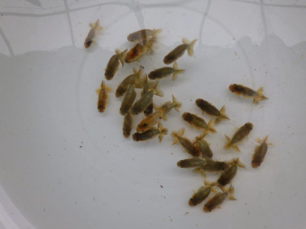 【激レア　森相様の系統魚　黒仔＆トラ禿　】大サイズC　５尾セット　限定３セット