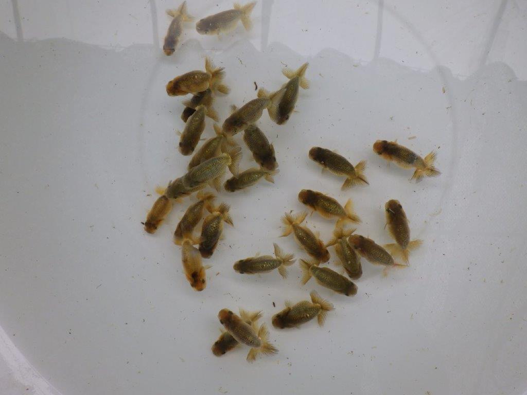 【激レア　森相様の系統魚　黒仔＆トラ禿　】大サイズC　５尾セット　限定３セット