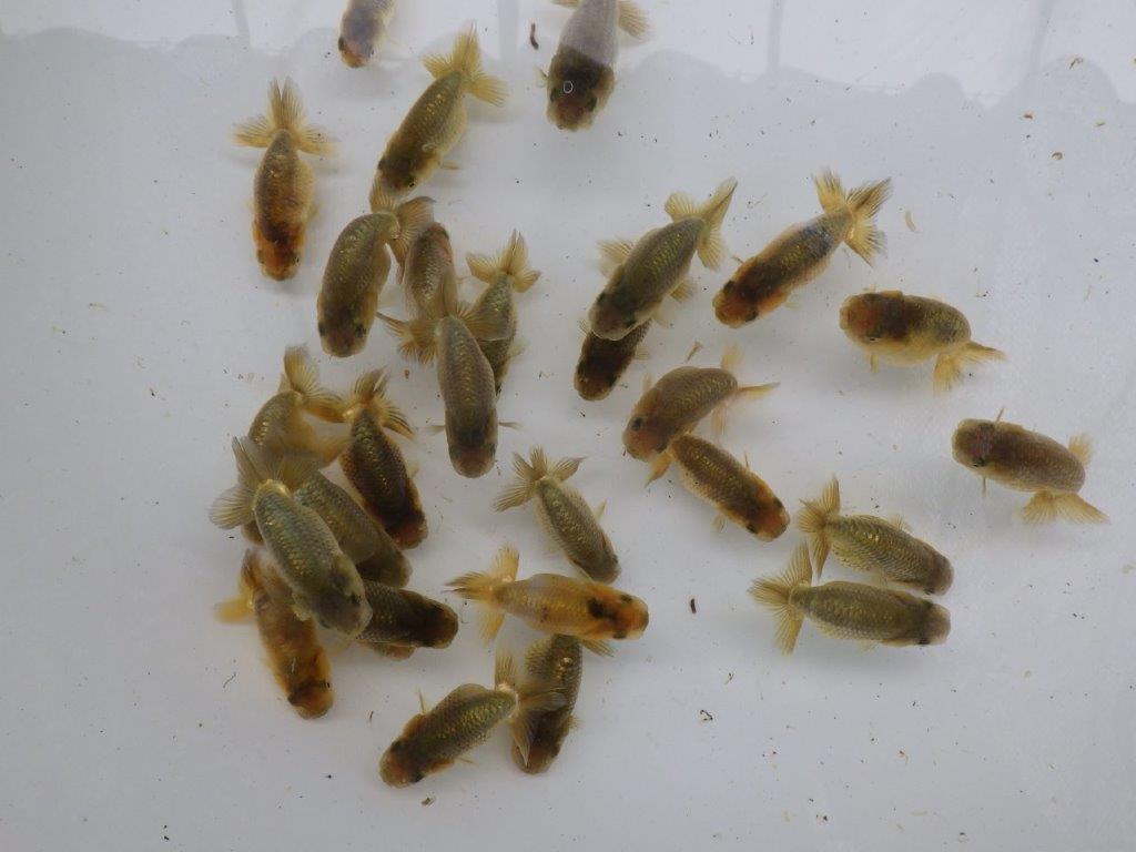 【激レア　森相様の系統魚　黒仔＆トラ禿　】大サイズC　５尾セット　限定３セット