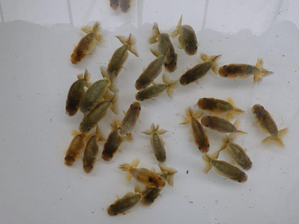 【激レア　森相様の系統魚　黒仔＆トラ禿　】大サイズA　３尾セット　限定１セット