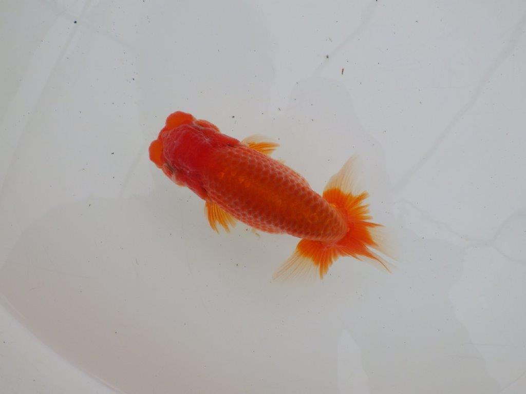 【ゴールデンウィーク期間限定セール】背なりの綺麗な明け弐歳らんちゅう約13㎝オス？