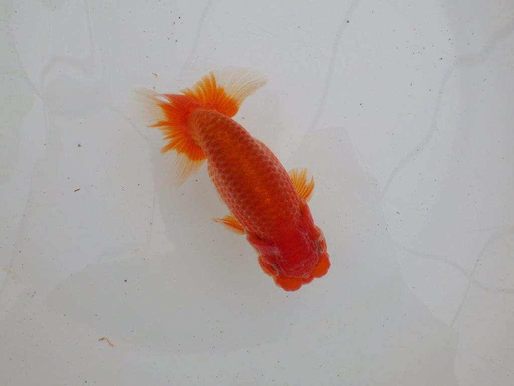 【ゴールデンウィーク期間限定セール】背なりの綺麗な明け弐歳らんちゅう約13㎝オス？