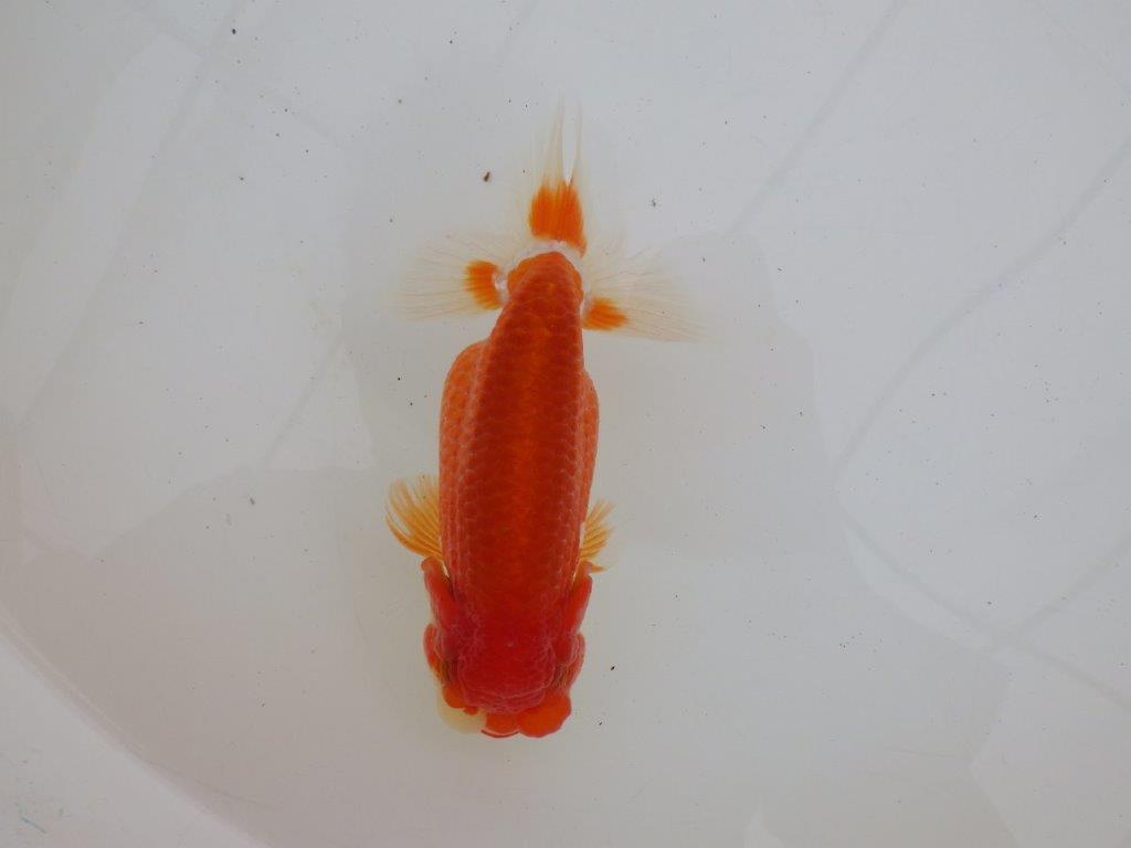 【ゴールデンウィーク期間限定セール】色艶の良い更紗　明け弐歳らんちゅう約14,5㎝メス？の上身