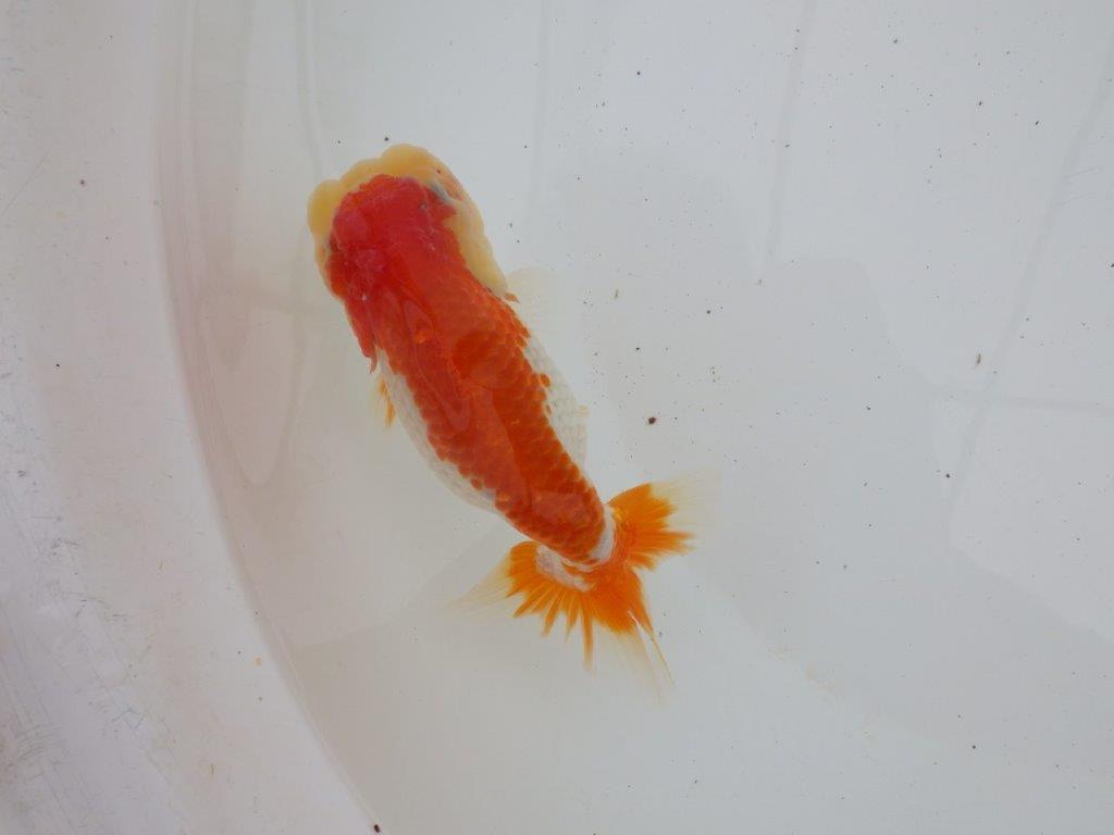 【ゴールデンウィーク期間限定セール】フンタンの発育が良い明け弐歳らんちゅう約13㎝メス？