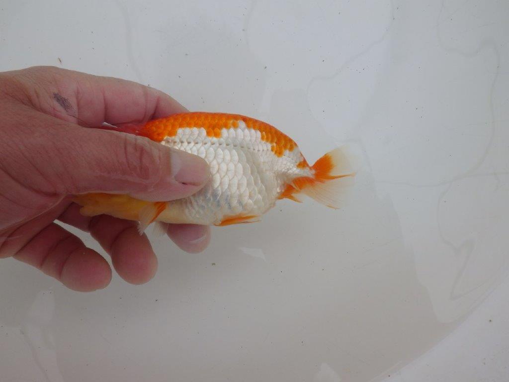 【ゴールデンウィーク期間限定セール】フンタンの発育が良い明け弐歳らんちゅう約13㎝メス？