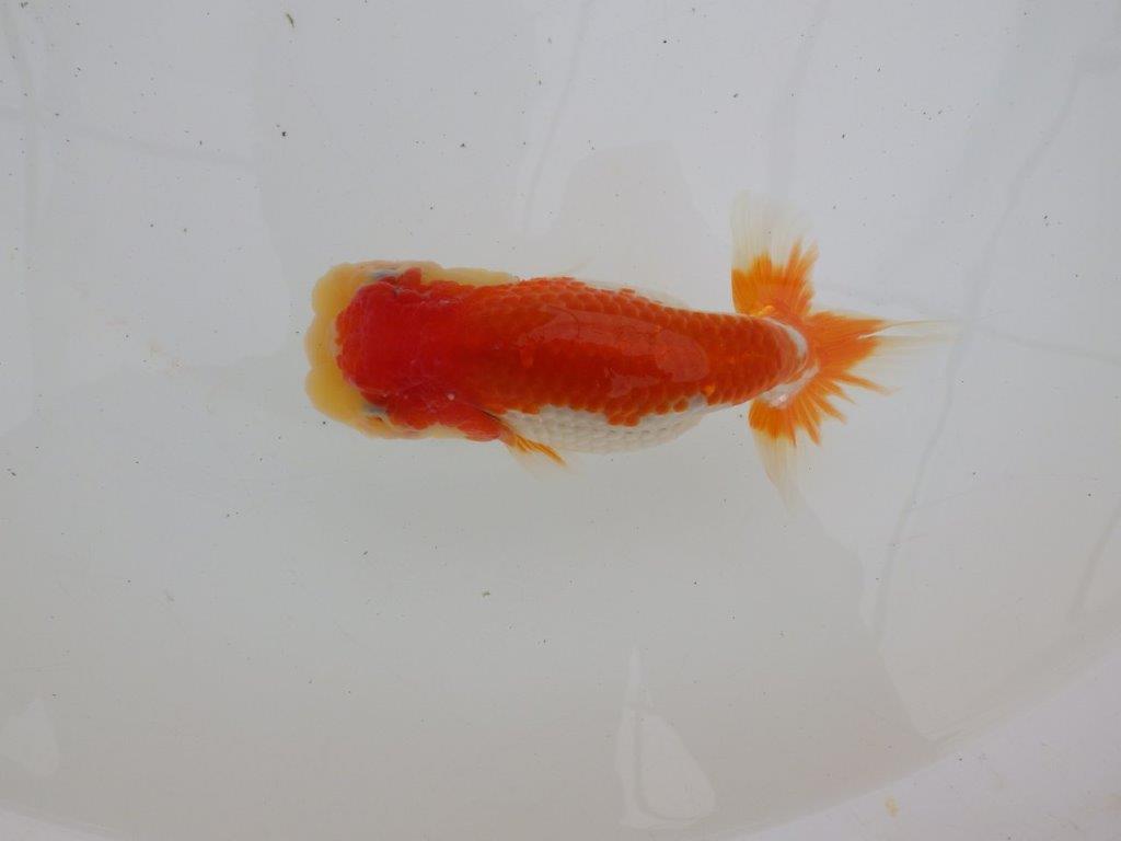 【ゴールデンウィーク期間限定セール】フンタンの発育が良い明け弐歳らんちゅう約13㎝メス？