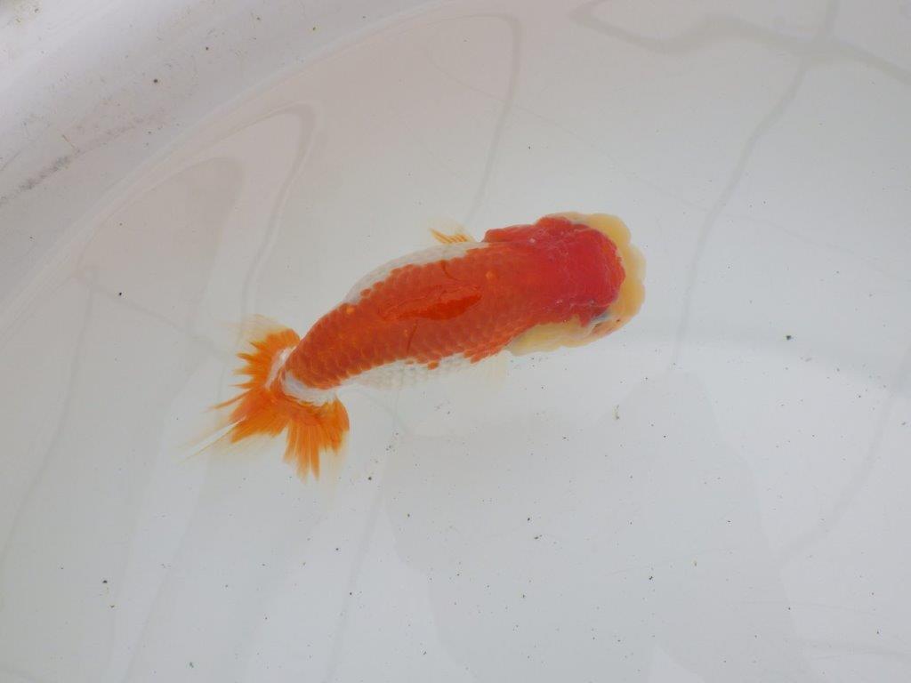 【ゴールデンウィーク期間限定セール】フンタンの発育が良い明け弐歳らんちゅう約13㎝メス？