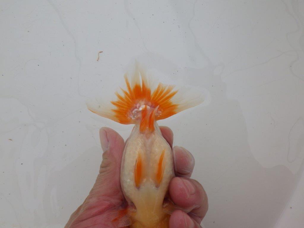 【ゴールデンウィーク期間限定セール】フンタンの発育が良い明け弐歳らんちゅう約13㎝メス？