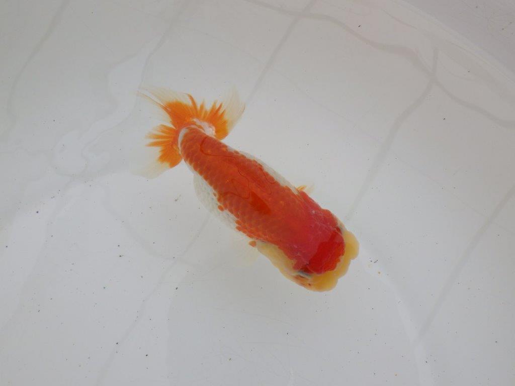 【ゴールデンウィーク期間限定セール】フンタンの発育が良い明け弐歳らんちゅう約13㎝メス？