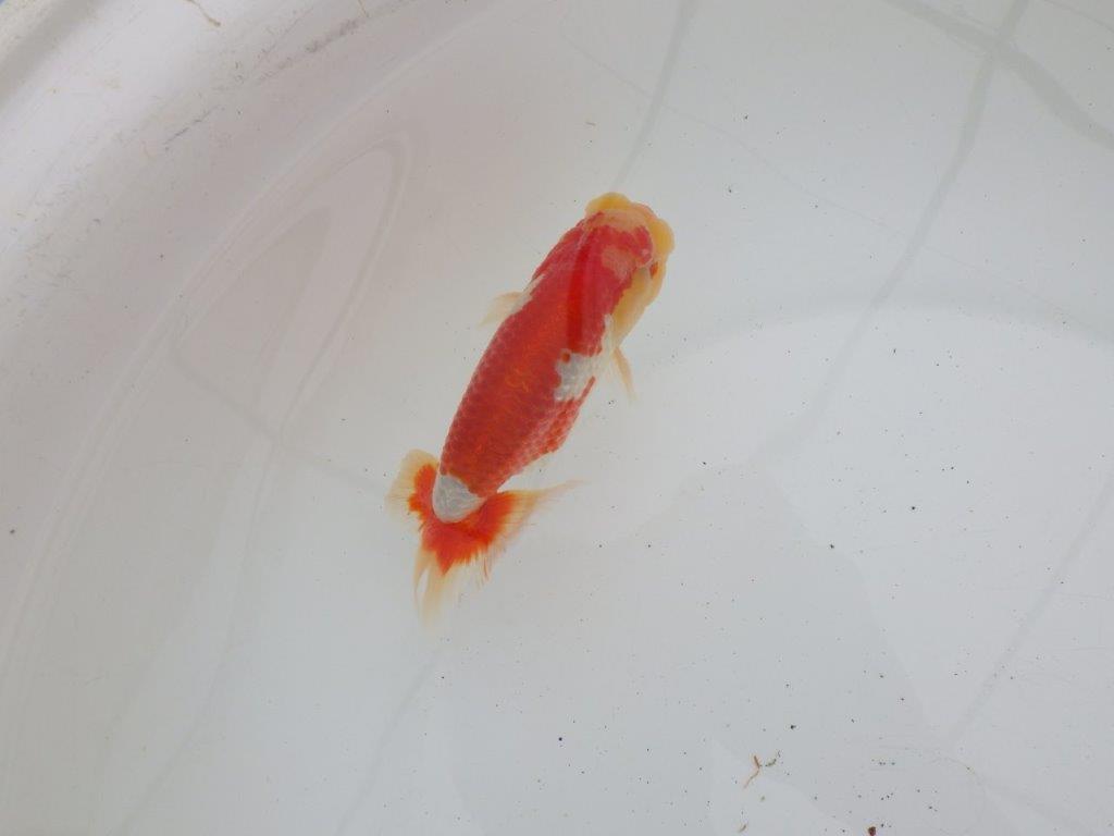 【ゴールデンウィーク期間限定セール】素晴らしい尾型　明け弐歳らんちゅう約13㎝オス？