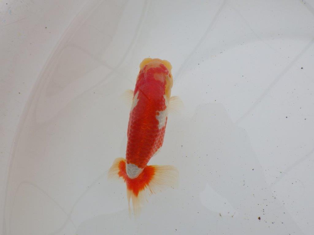 【ゴールデンウィーク期間限定セール】素晴らしい尾型　明け弐歳らんちゅう約13㎝オス？