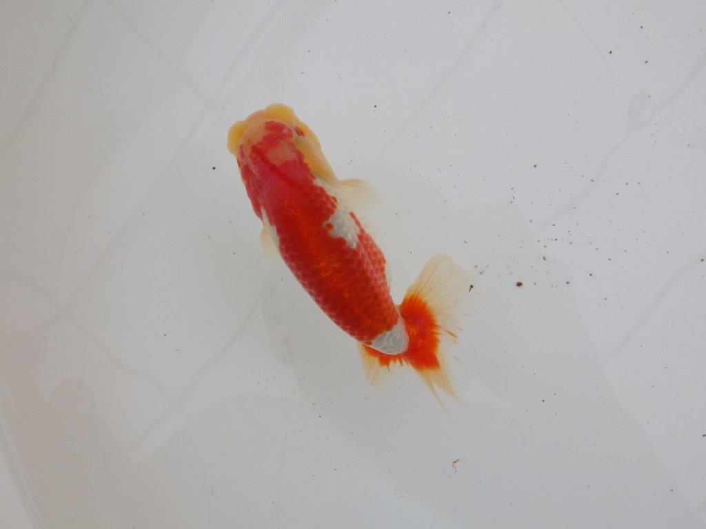 【ゴールデンウィーク期間限定セール】素晴らしい尾型　明け弐歳らんちゅう約13㎝オス？